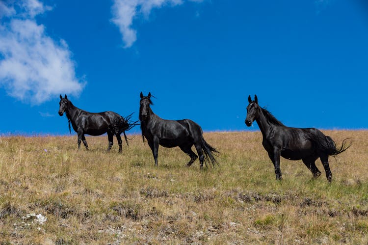 Black Horses On A Grassland