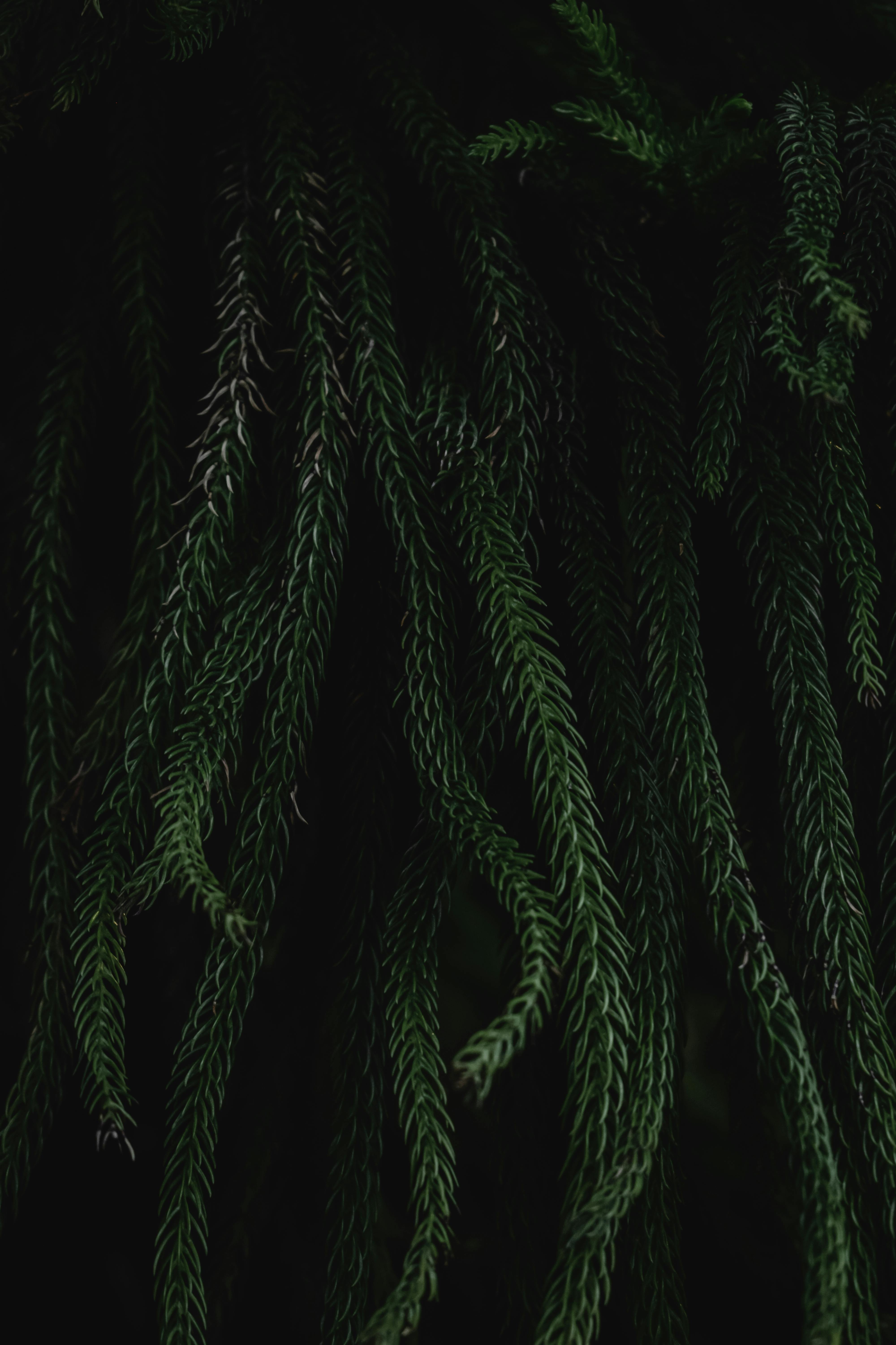 Dark lush foliage in Helsinki's vibrant garden setting, focusing on evergreen plant life.