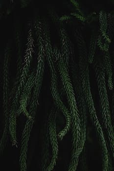 Image by Eva Bronzini