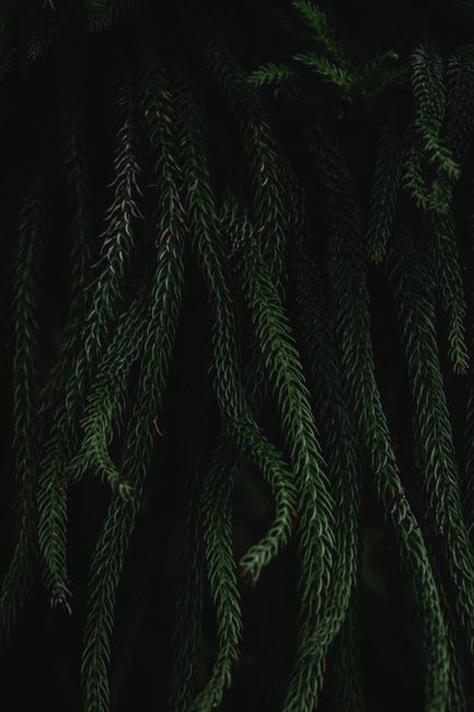 Dark lush foliage in Helsinki's vibrant garden setting, focusing on evergreen plant life.