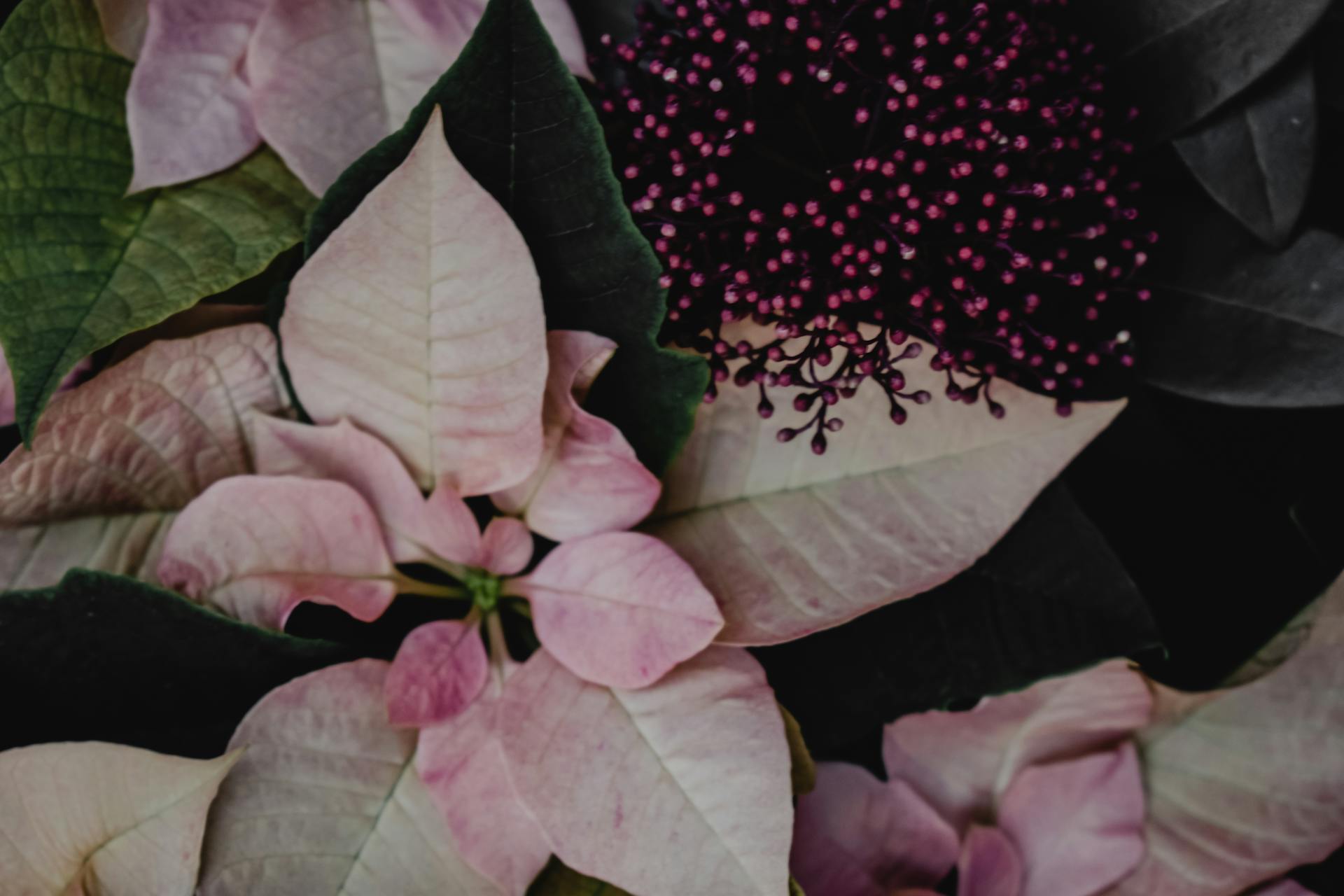 Close-Up Shot of Pink Poinsettia in Bloom