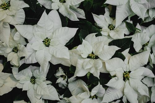 Free A close-up view of beautiful white poinsettias with lush green leaves, symbolizing winter elegance. Stock Photo