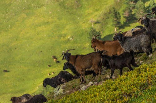 Herd of Brown Goats on Green Grass Field