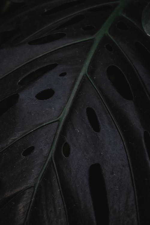 검은 플라스틱 용기에 녹색 잎