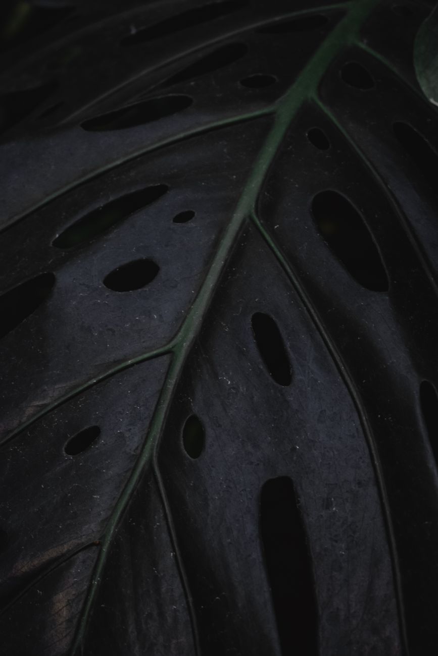 Detailed image of a Monstera Deliciosa leaf showcasing its unique hole patterns, creating a tropical and lush feel.. pexels,