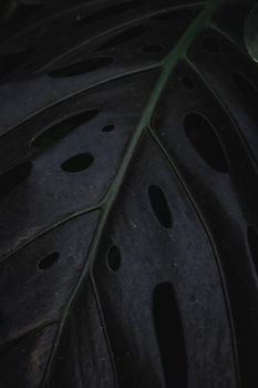 Detailed image of a Monstera Deliciosa leaf showcasing its unique hole patterns, creating a tropical and lush feel.. pexels, 