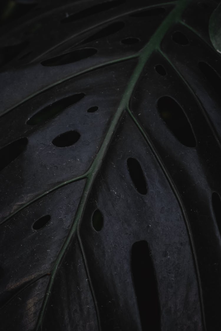 Leaf Of A Swiss Cheese Plant