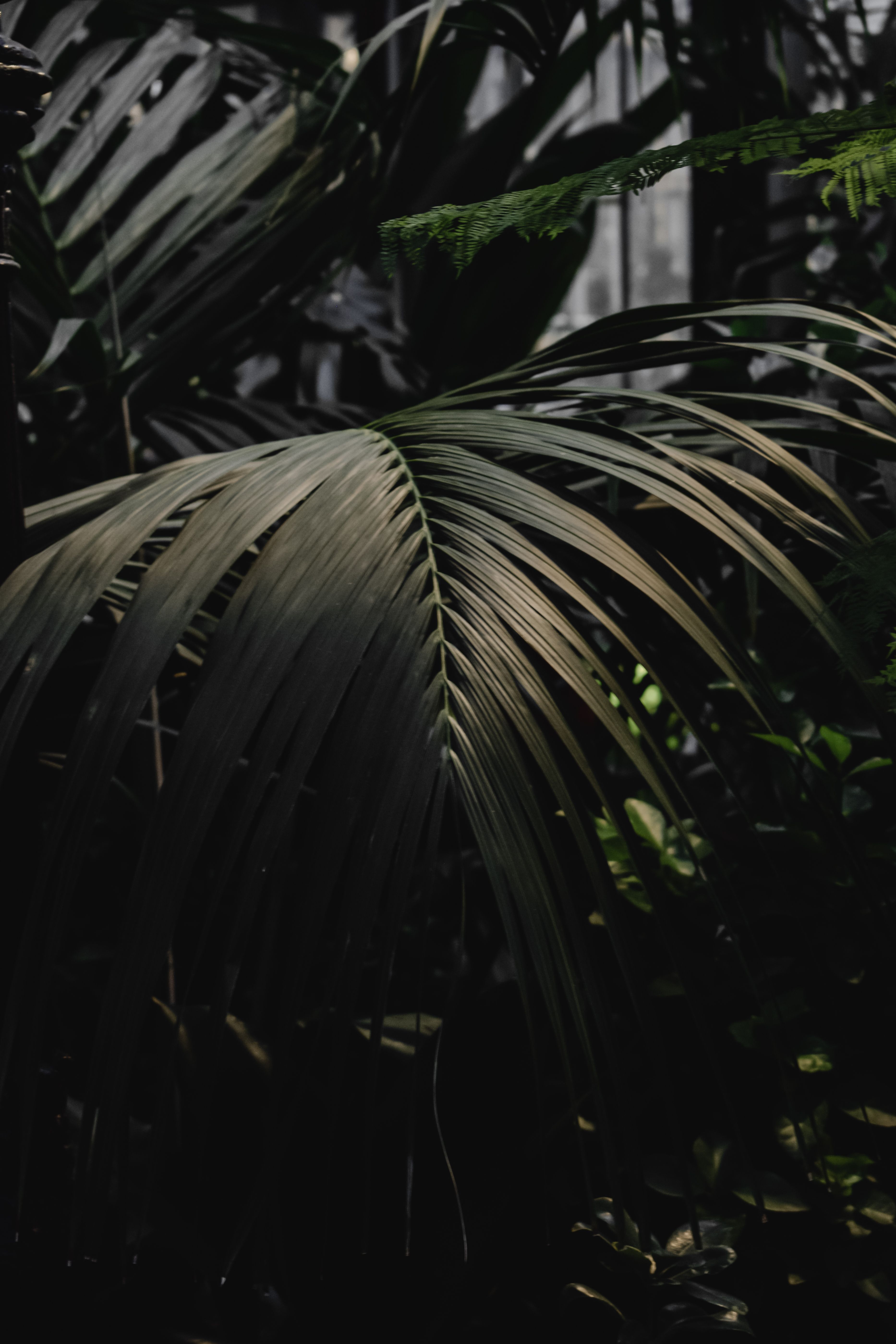 赫尔辛基植物园中，异国叶片的迷人剪影展示了大自然黑暗而优雅的一面