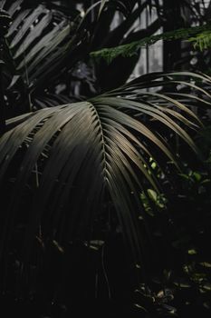 赫尔辛基植物园中，异国叶片的迷人剪影展示了大自然黑暗而优雅的一面