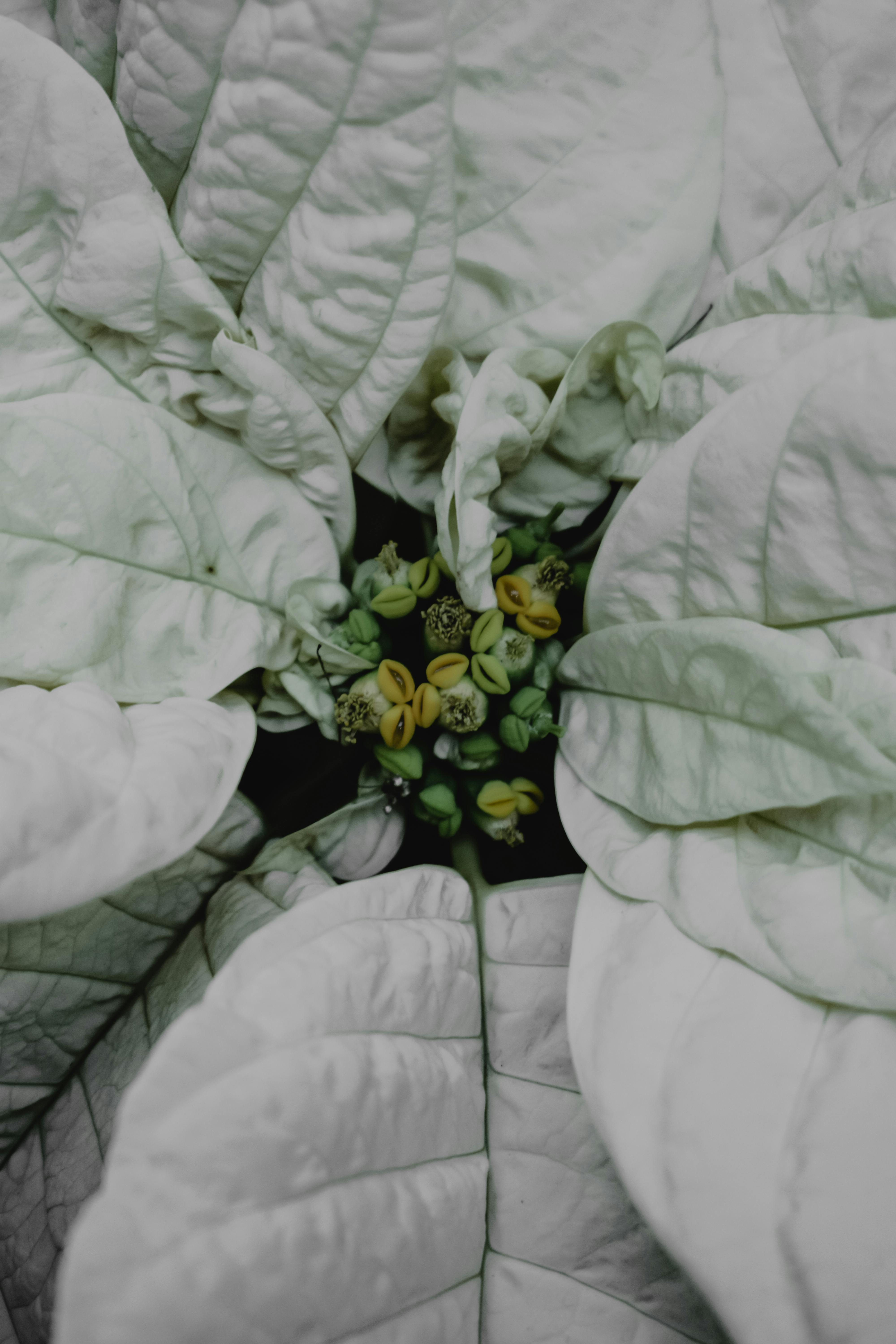 A top view of a white poinsettia showing detailed floral textures and green buds.
