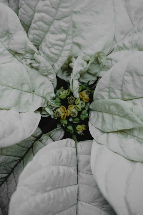 Ücretsiz Yeşil Yapraklarda Sarı Ve Siyah çiçek Stok Fotoğraflar