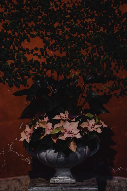 Free Beautiful pink and green floral arrangement in an ornate planter against a vintage background. Stock Photo