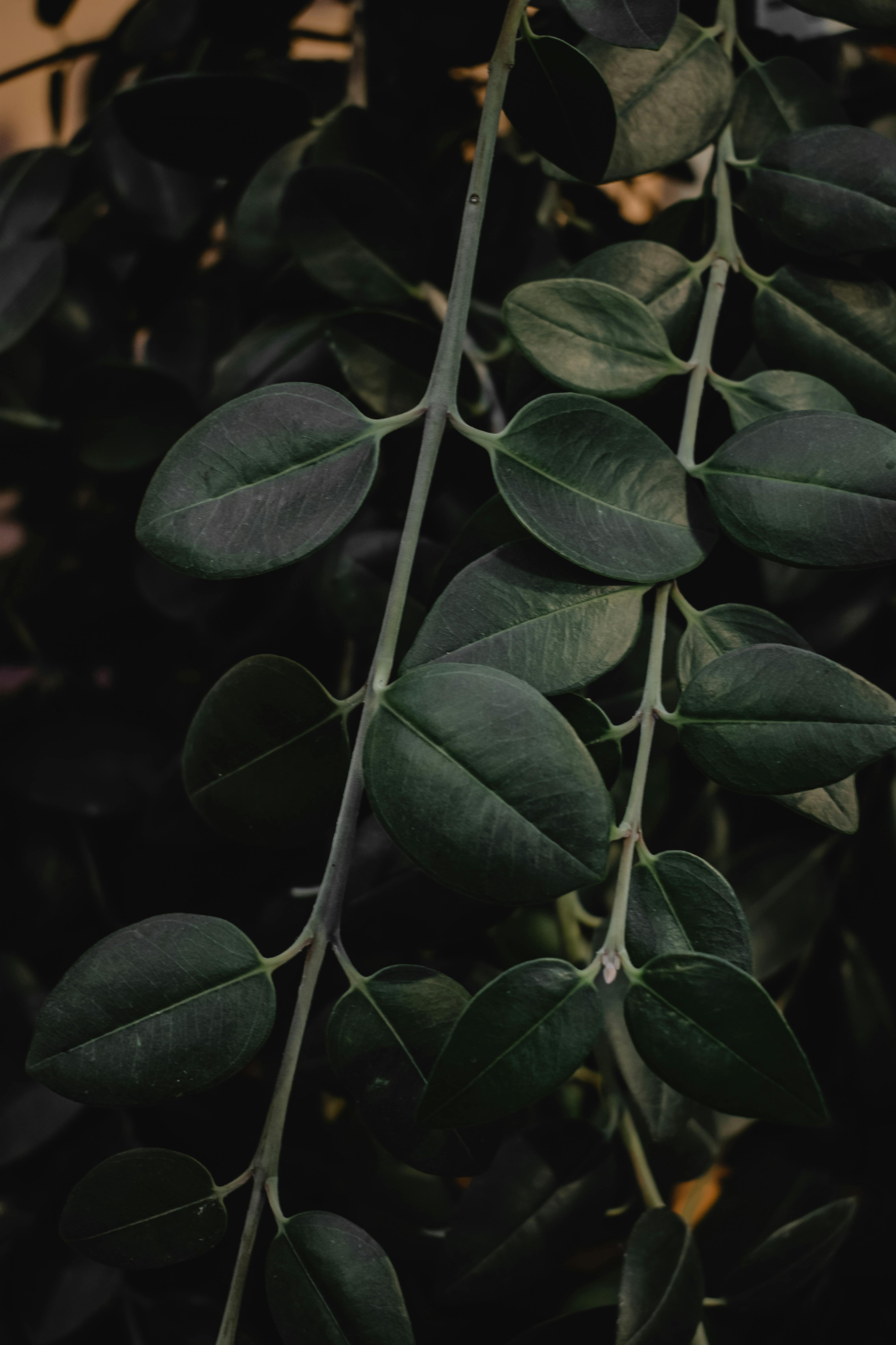 Close-Up Shot of Dewdrops on Green Leaves · Free Stock Photo