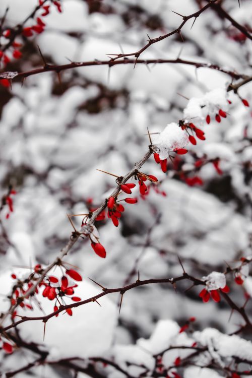 Free Close-up of red barberry berries on a snowy branch, capturing the essence of winter nature. Stock Photo