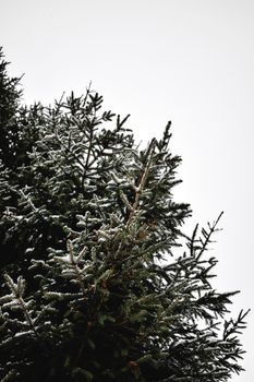 积雪覆盖的常青树特写，展现冬季美景