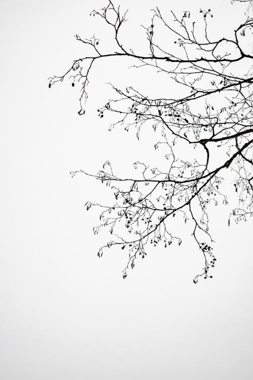 Grayscale Photo of a Leafless Tree Branches