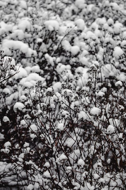 Free Snow Covered Plants Stock Photo