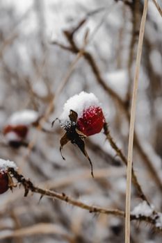 白雪覆盖的红玫瑰臀部特写，展现了赫尔辛基冬季大自然的美丽