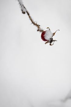 特写镜头捕捉了树枝上白雪覆盖的玫瑰果，展现了赫尔辛基冬天的精髓