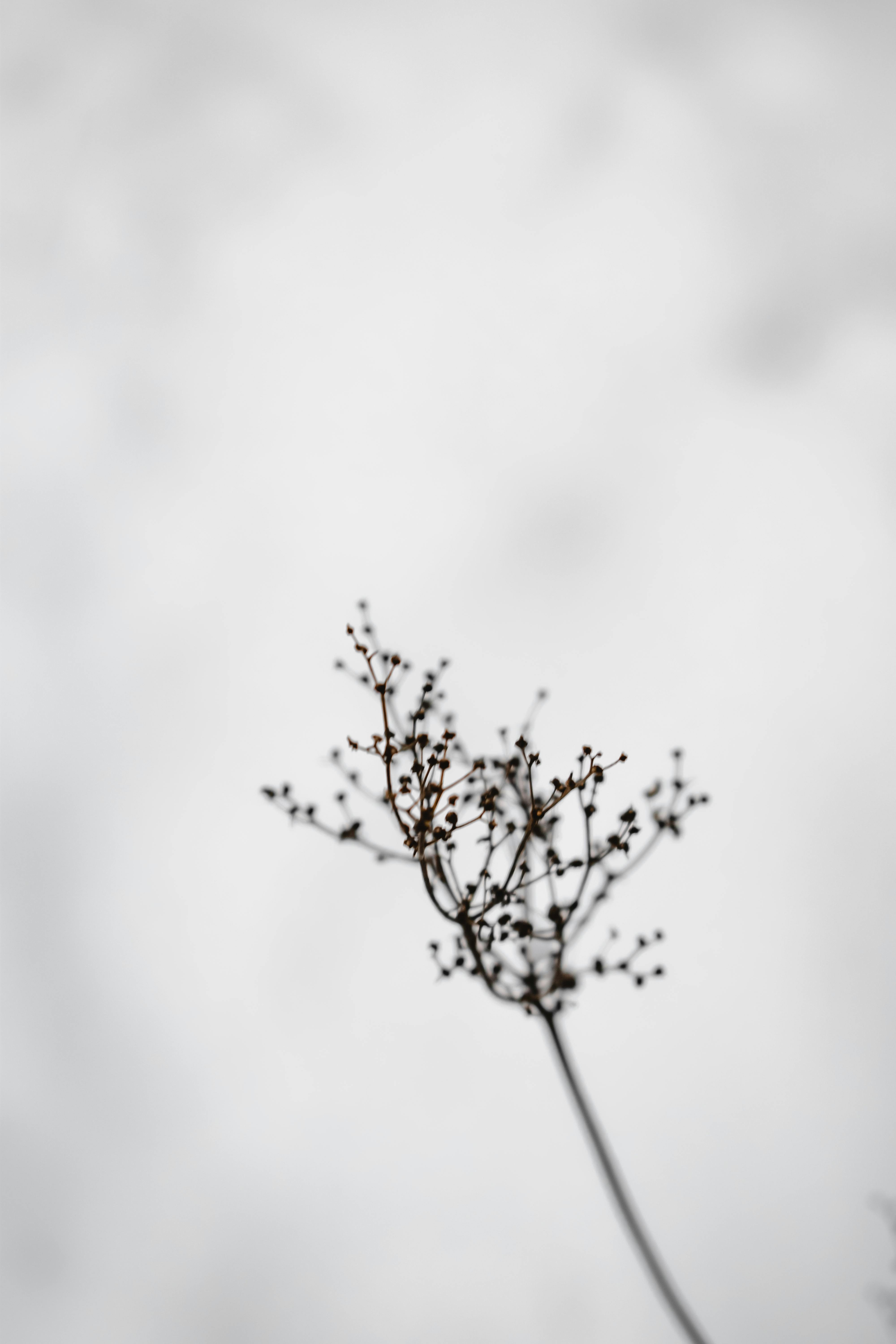 白雪皑皑的背景下，植物树枝的精致特写，展现了极简主义的冬季美景