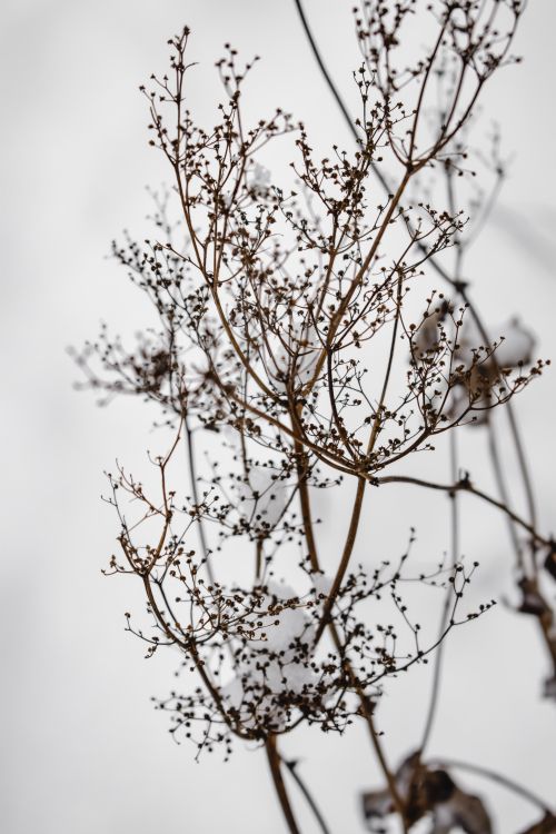 Free Close-up of intricate barren branches covered in snow, showcasing winter's delicate beauty. Stock Photo