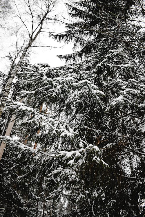 Albero Di Pino Verde Coperto Di Neve