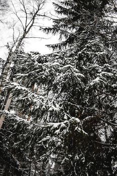 芬兰赫尔辛基宁静森林的冬季场景中，白雪覆盖着树木