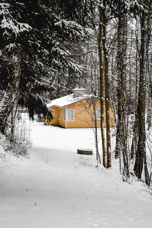 Kostnadsfri bild av natur, skog, snö