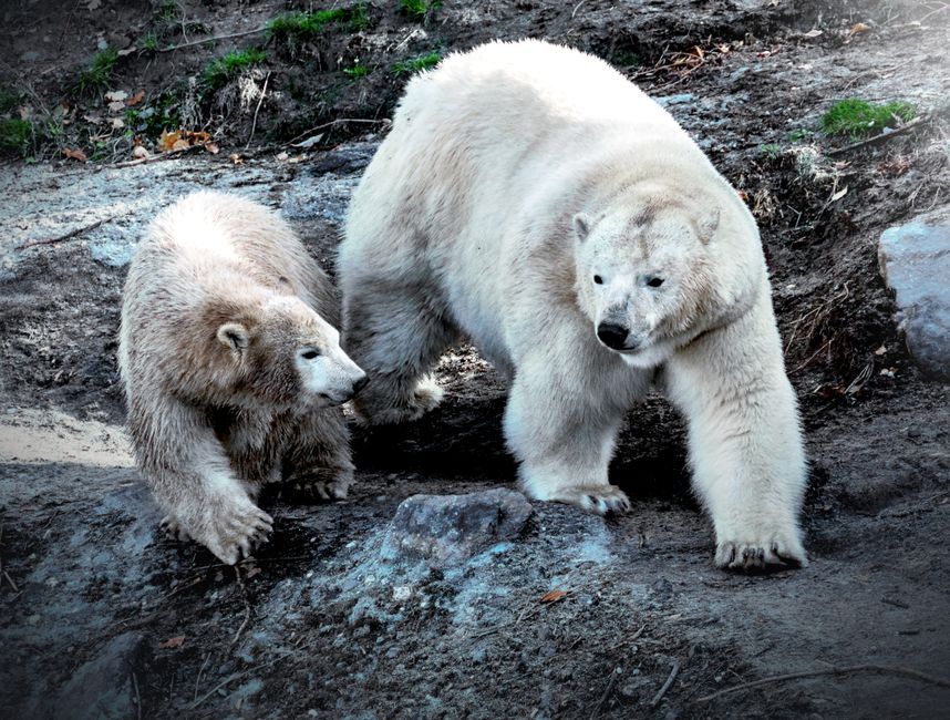 Two polar bears walk together, showcasing their strength and grace in the wild.