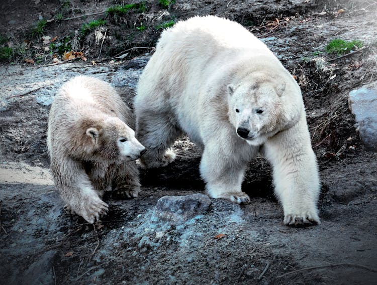 Polar Bears On The Field