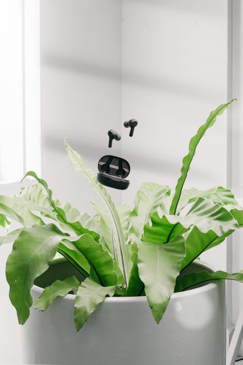 Free Close-Up Shot of an Indoor Plant Stock Photo
