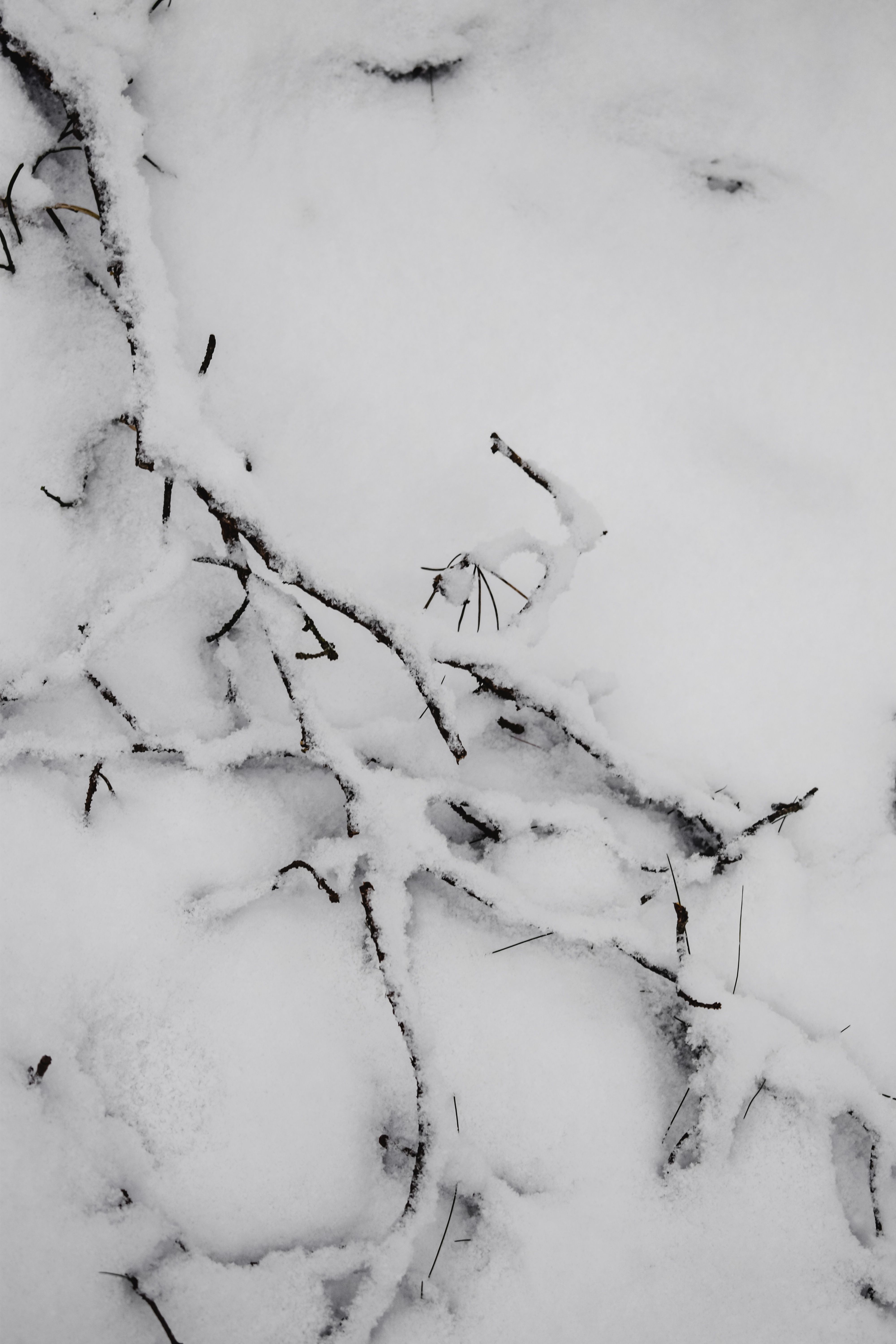 赫尔辛基白雪覆盖的树枝，以宁静的特写捕捉了冬天的美丽