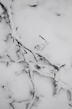A serene close-up of snow-covered branches in Helsinki, capturing winter's beauty.