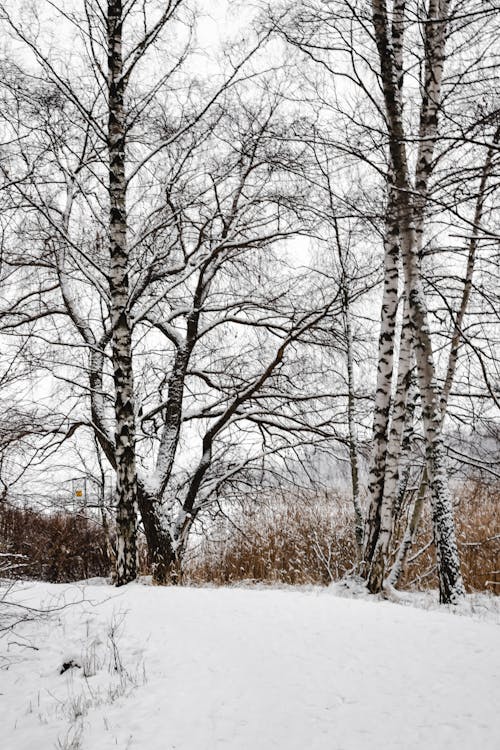 눈 덮힌 땅에 Leafless 나무