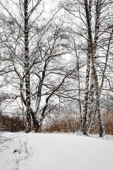 A tranquil winter scene in Helsinki with snow-covered ground and leafless birch trees.
