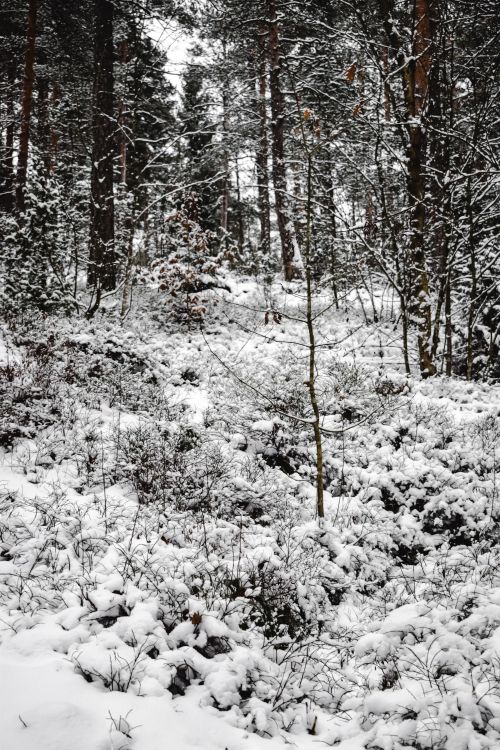 Free A serene winter forest in Helsinki, Finland, covered in snow, showcasing leafless trees and natural beauty. Stock Photo