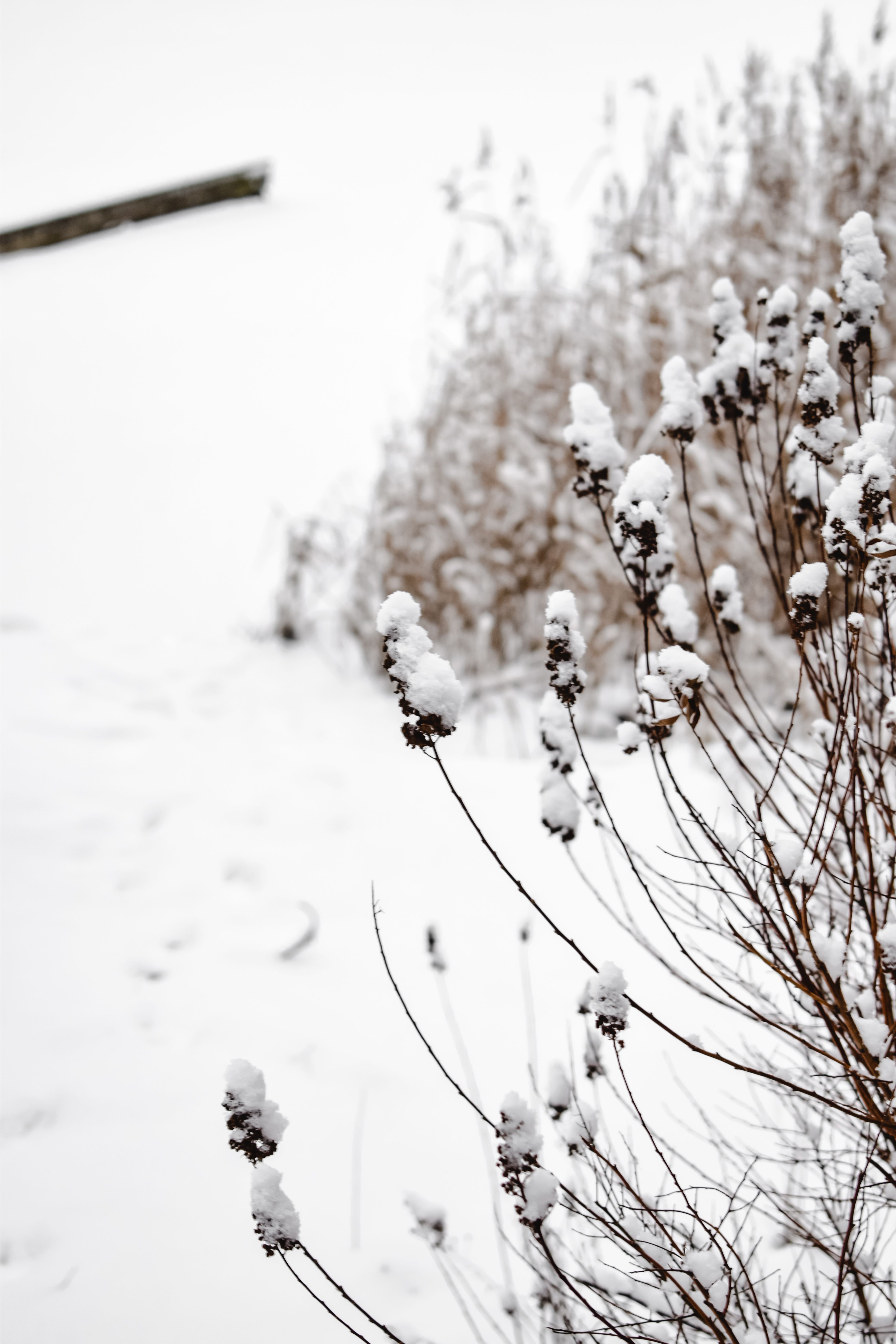 芬兰赫尔辛基一处白雪覆盖的宁静冬日植物，展现了自然美景