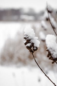 芬兰赫尔辛基，白雪覆盖的植物特写展现了冬季美景