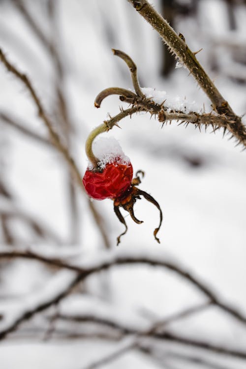 Close-Up Shot of a Snow-Covered Red Flower