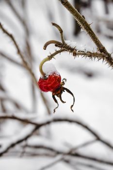 芬兰赫尔辛基积雪中，结霜的玫瑰果特写于多刺的树枝上
