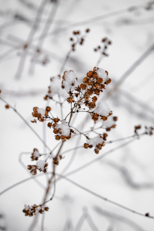 Close-Up Shot of a Snow-Covered Plant