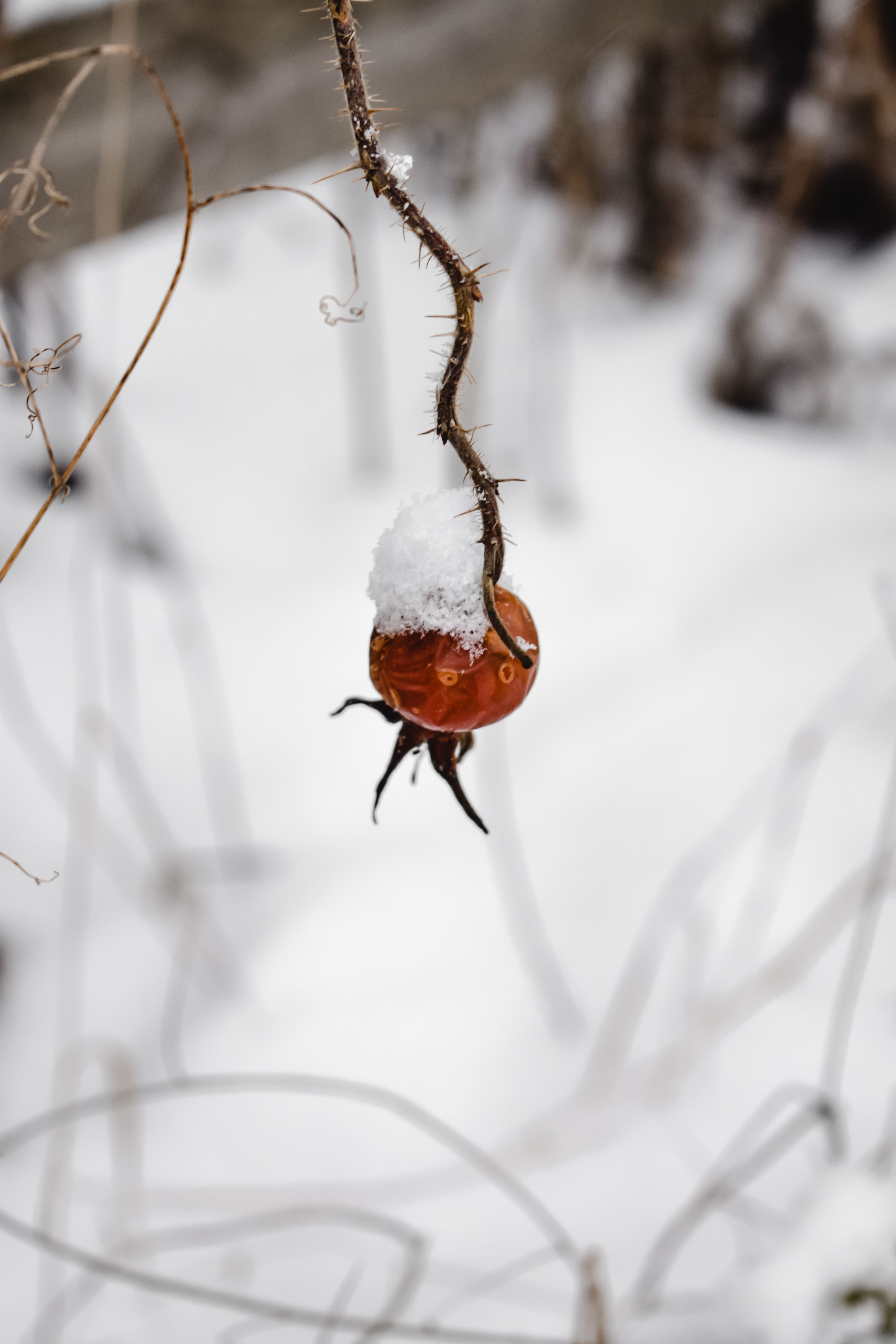 芬兰赫尔辛基，白雪皑皑的背景下，树枝上挂满白雪的浆果特写