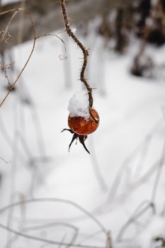 芬兰赫尔辛基，白雪皑皑的背景下，树枝上挂满白雪的浆果特写