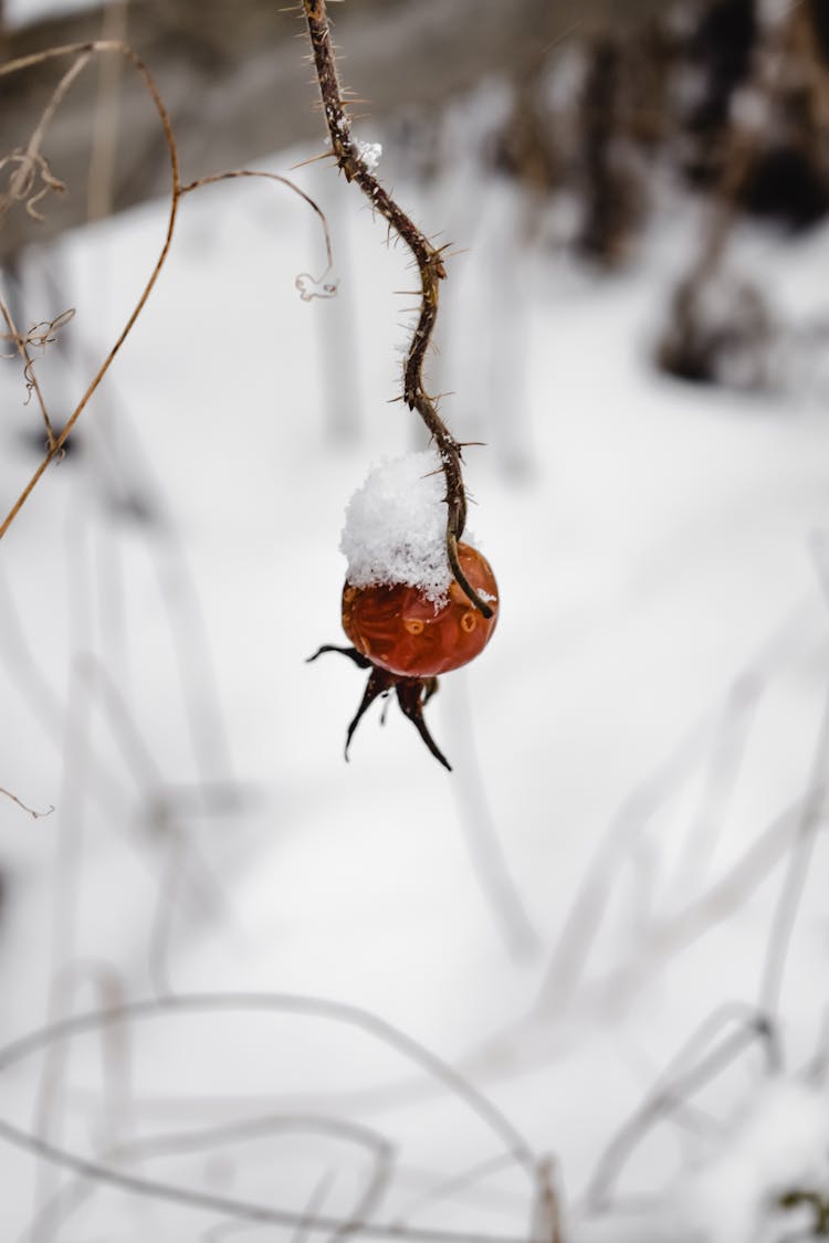 Brown Round Fruit Covered With Snow