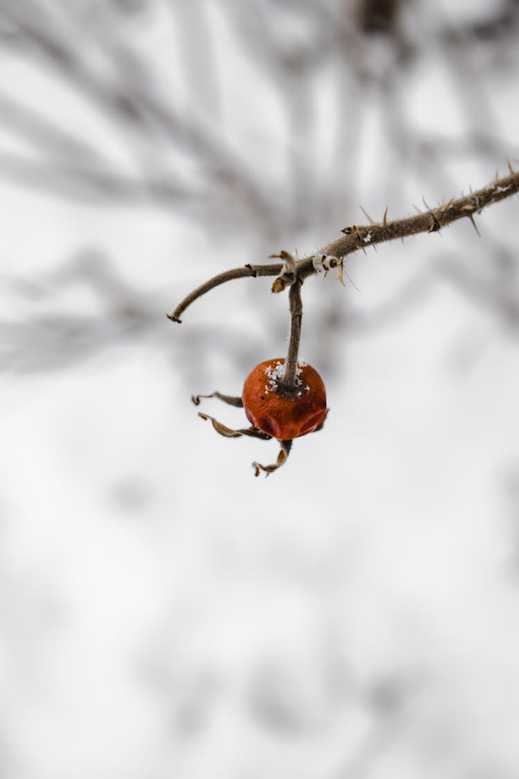 Close-Up Shot Of A Withered Plant