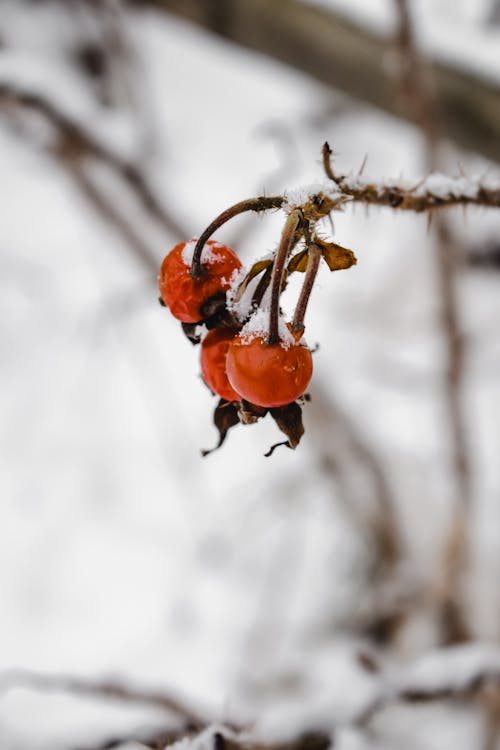 Free Snow Rose Hip Fruits  Stock Photo