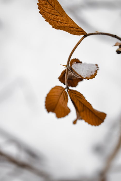 Close-up Photo of Brown Leaves