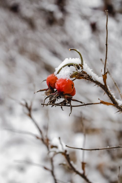 Free Snow on the Branch of a Rose Hip Plant Stock Photo