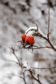 赫尔辛基冬日，一根覆雪的树枝上，玫瑰果的特写