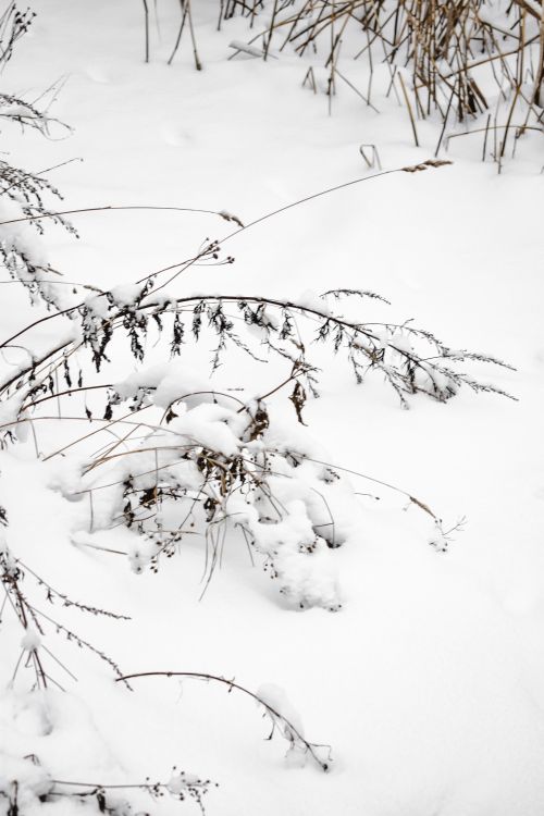 Free Snow-covered plants capture serene winter beauty in Helsinki. Stock Photo